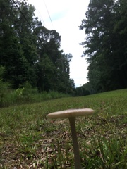 Amanita vaginata