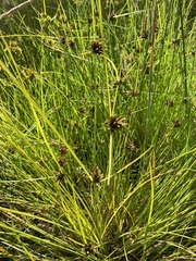 Cyperus niger