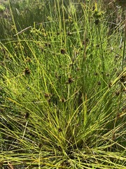 Cyperus niger