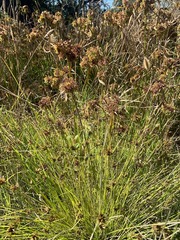 Cyperus niger