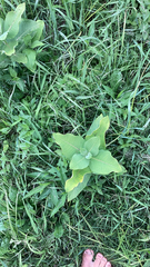 Asclepias syriaca