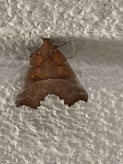 Scoliopteryx libatrix