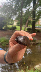 Sternotherus odoratus
