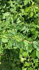 Celastrus orbiculatus