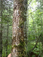 Fuscopannaria leucosticta