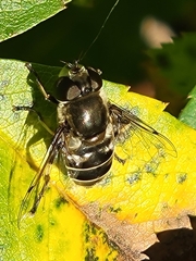 Eristalis dimidiata