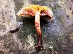 Kuehneromyces mutabilis