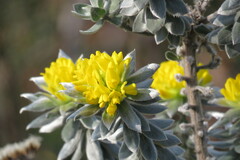 Xiphotheca fruticosa