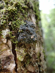 Fuscopannaria leucosticta