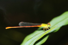 Ceriagrion auranticum