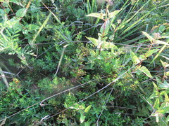 Hypericum dolabriforme