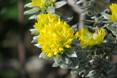 Xiphotheca fruticosa