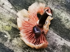 Kuehneromyces mutabilis