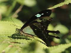 Papilio phorcas