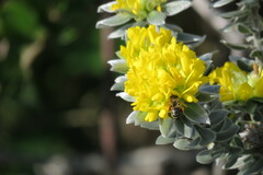 Xiphotheca fruticosa