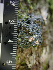 Fuscopannaria leucosticta