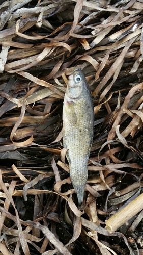 Fundulidae