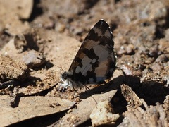 Uranothauma falkensteinii