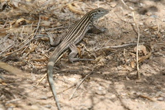 Aspidoscelis neomexicanus