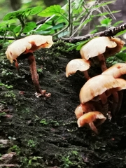Kuehneromyces mutabilis