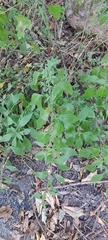 Parietaria officinalis