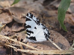 Uranothauma heritsia