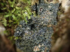 Fuscopannaria leucosticta