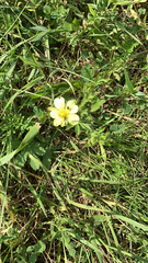 Potentilla recta