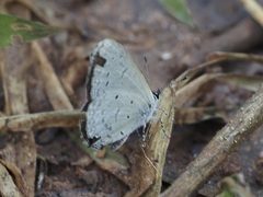 Eicochrysops hippocrates