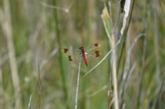 Sympetrum pedemontanum