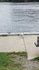 Larus argentatus