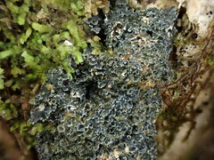 Fuscopannaria leucosticta