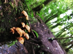 Kuehneromyces mutabilis