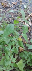 Parietaria officinalis