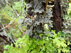 Pseudocyphellaria holarctica