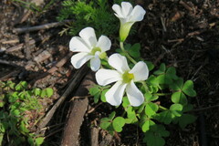 Oxalis lanata