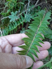 Polystichum lonchitis
