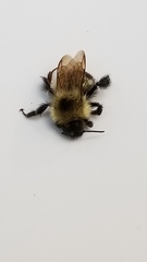 Bombus vagans