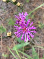 Vernonia acaulis