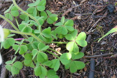 Oxalis lanata