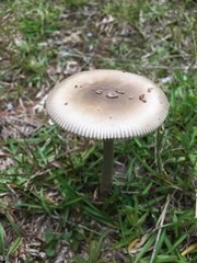 Amanita vaginata