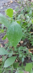 Parietaria officinalis