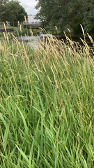 Phalaris arundinacea