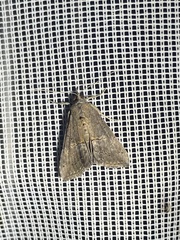 Hypena