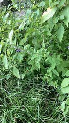 Scutellaria galericulata