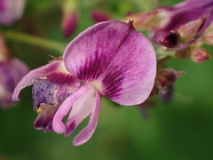Lespedeza