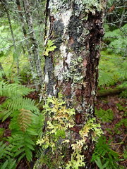 Fuscopannaria leucosticta