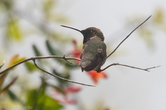 Archilochus alexandri