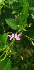 Desmodium