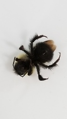 Bombus vagans